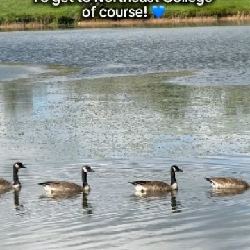 Four Canada geese swimming across the campus pond, with text reading “To get to Northeast College of course! 💙”